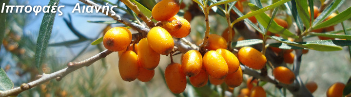 ιπποφαές Αιανής