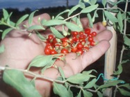 Goji berry Aitoloakarnania